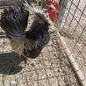Jaime