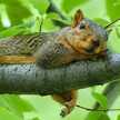 Daun Haney