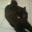 Ratiyah
