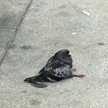 ANNIHILATOR_PIGEON_XD
