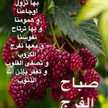 الفرس الاصيل