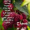 الفرس الاصيل
