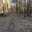 Rodzina W