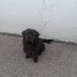 Andres