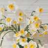 Narges Narges