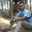 Bang Ocid