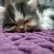 Andri dapurmiaow