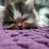 Andri dapurmiaow