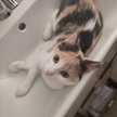 Dedette