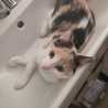 Dedette
