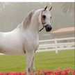 mnoor