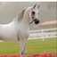 mnoor
