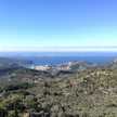Mireia