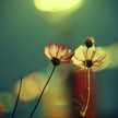 tota mohmmed