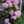 sorpink