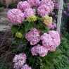 sorpink