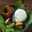 farid