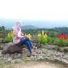 Anis