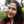 Mariane Mariane