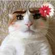 Mama Kucing