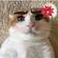 Mama Kucing