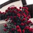12__tulip