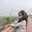 Rekha Gour