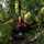Cattalina Alfaro Campos Cattalina Alfaro Campos