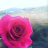 ann97
