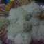 yanti 