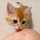 meow meow