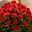 Rawan