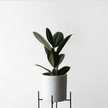 Thifalia Zein