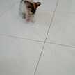 Adelia R.A
