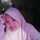 Dwi Handini Dwi Handini
