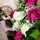Rose Yasmen Rose Yasmen