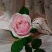 ashima