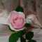 ashima