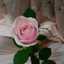 ashima