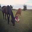 Joselin Melo Rojas