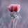 heny_tea heny_tea