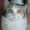 Alexandra C. Rivera
