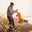 پاییز