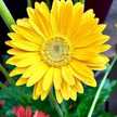 Haneen