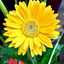Haneen