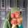 hanae