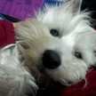 Elya Screamer
