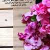 ام سلطان 