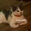 Ini