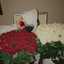 Shaima Al Herjani